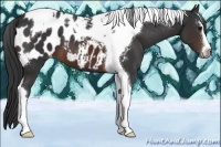 Horse Color:Brown Sabino Tobiano Appaloosa 
