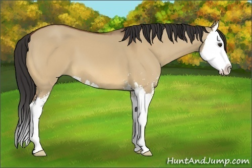 Horse Color:Bay Dun Sabino Splash