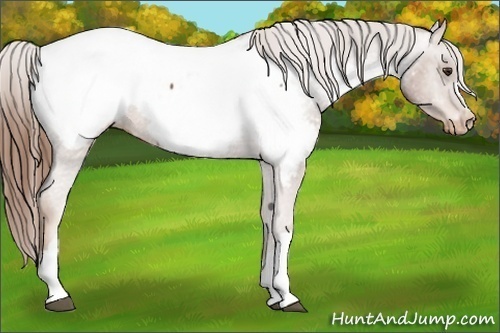 Horse Color:Chestnut Snowcap 