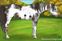 Horse Color:White Spotted Liver Chestnut Frame