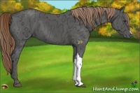 Horse Color:Liver Chestnut Ice 