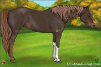 Horse Color:Liver Chestnut 