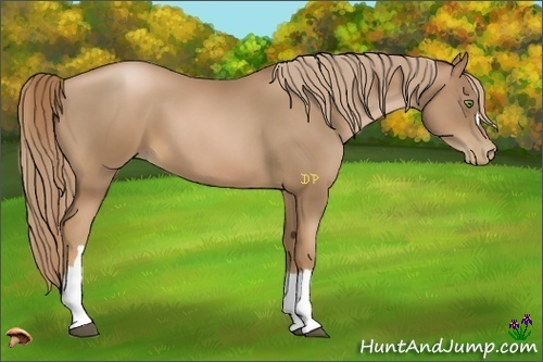 Horse Color:Liver Chestnut Pearl