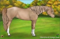 Horse Color:Liver Chestnut Pearl