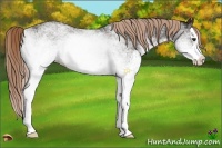 Horse Color:White Spotted Liver Chestnut Splash