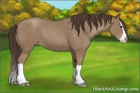 Horse Color:Classic Champagne Splash
