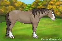 Horse Color:Classic Champagne Splash 