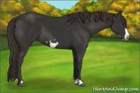 Horse Color:Liver Chestnut Frame 