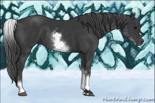 Horse Color:White Spotted Black Sabino