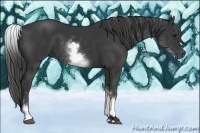 Horse Color:White Spotted Black Sabino 