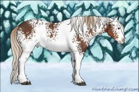 Horse Color:White Spotted Liver Chestnut Splash 