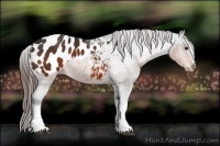 Horse Color:Brown Appaloosa 