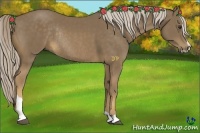 Horse Color:Chocolate Palomino Sabino Rabicano