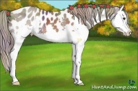 Horse Color:Nacre Liver Chestnut Splash Near Leopard 