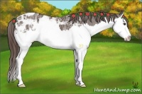 Horse Color:Liver Chestnut Ice Splash Appaloosa 