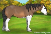 Horse Color:Buckskin Sabino Splash 