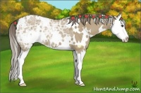 Horse Color:White Spotted Liver Red Dun Ice Splash 