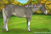 Horse Color:Chocolate Palomino 