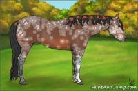 Horse Color:Bay Ice Roan 