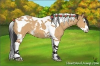 Horse Color:White Spotted Bay Dun Splash Tobiano