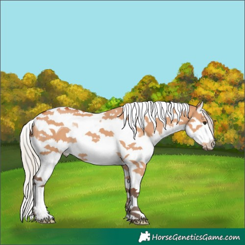 Horse Color:Silver Bay Dun Splash Tobiano 