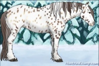 Horse Color:Red Onyx Appaloosa 