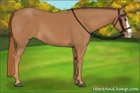 Horse Color:Chestnut Splash 