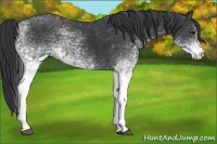 Horse Color:White Spotted Black Rabicano 