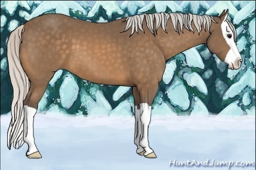 Horse Color:Silver Buckskin Splash