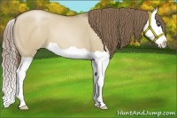 Horse Color:Grullo Pearl Splash 