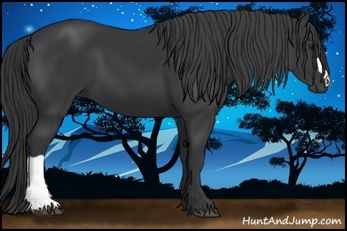 Horse Color:Black 