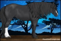 Horse Color:Black 