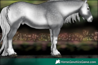 Horse Color:Silver Blue Onyx Chinchilla 