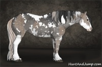Horse Color:White Spotted Silver Grullo Splash  and White Spotted Grullo Splash 