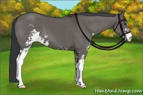 Horse Color:Grullo Sabino 