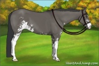 Horse Color:Grullo Sabino 