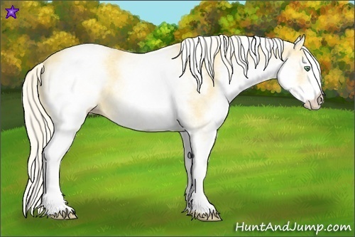 Horse Color:White Spotted Gold Cream Champagne 