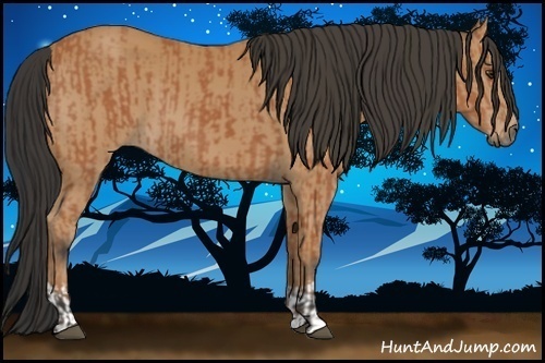 Horse Color:Bay  and Bay 