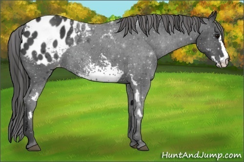 Horse Color:White Spotted Black Frame Appaloosa
