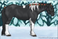 Horse Color:Black Tobiano 