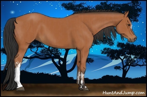 Horse Color:Bay  and Bay 