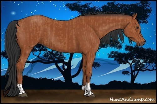 Horse Color:Bay and Bay
