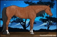 Horse Color:Bay and Bay