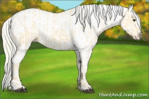 Horse Color:Palomino Appaloosa  and Palomino Appaloosa 