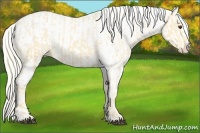 Horse Color:Palomino Varnish  and Palomino Varnish 