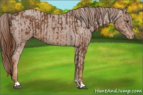 Horse Color:Chestnut and Chestnut Appaloosa