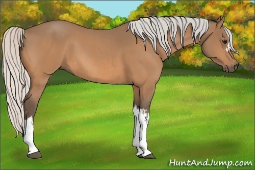 Horse Color:Silver Buckskin and Silver Buckskin