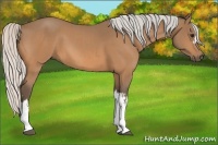 Horse Color:Silver Buckskin and Silver Buckskin