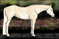 Horse Color:White Spotted Gold Cream Champagne  and White Spotted Gold Cream Champagne 