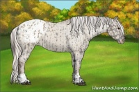 Horse Color:Grullo Appaloosa  and Silver Grullo Appaloosa 